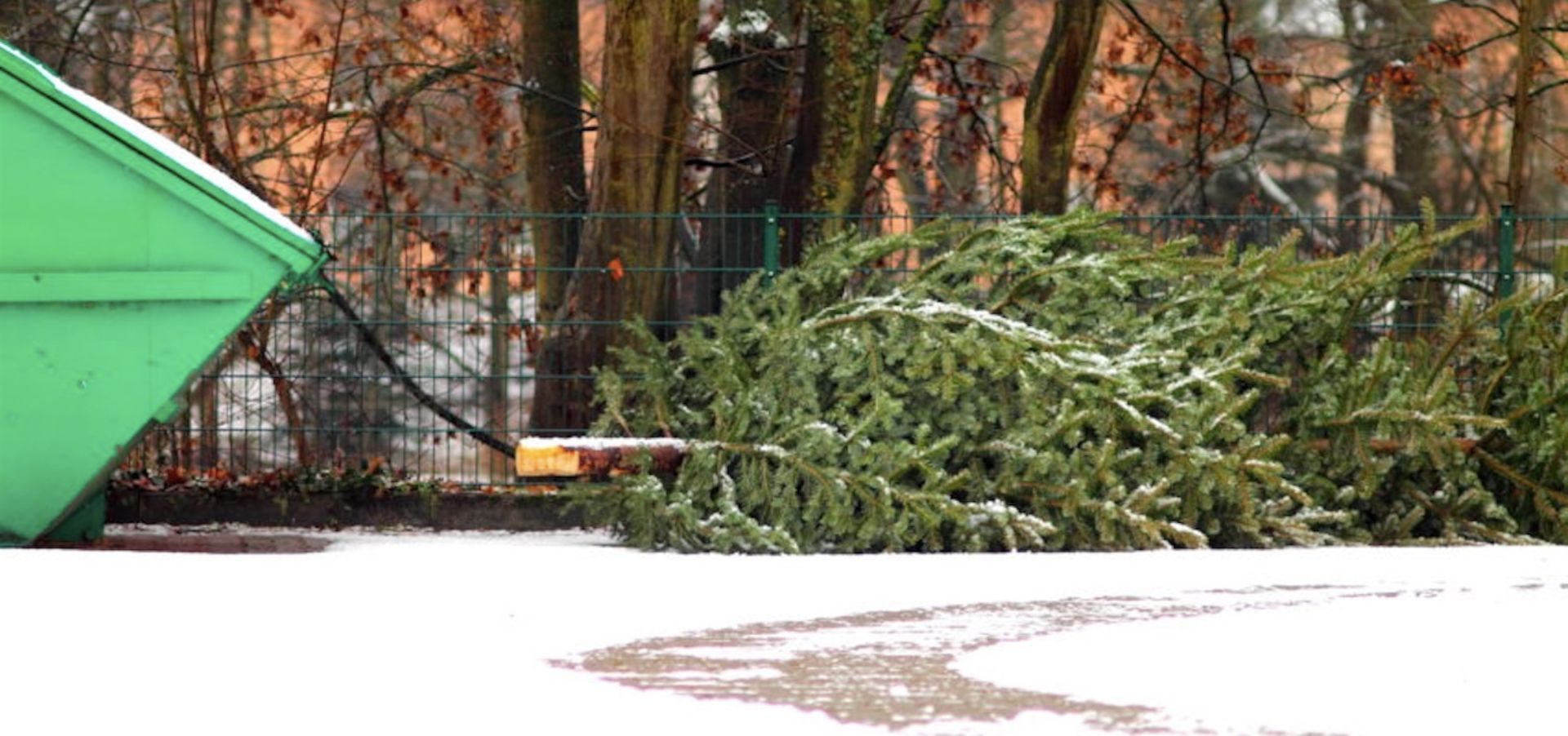 Christmas Tree Removal