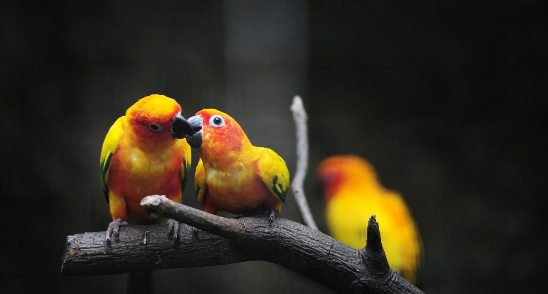 Bird care