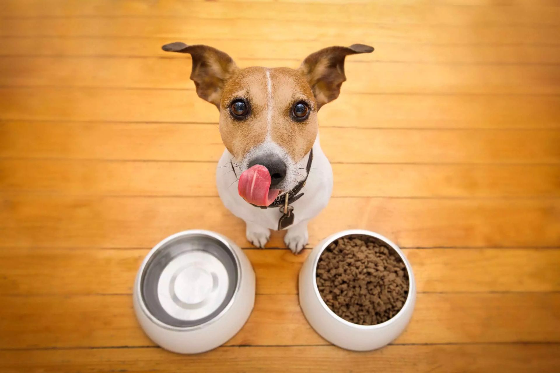 Pet food home delivery near me ⭐ Find fresh pet food delivery in Canada